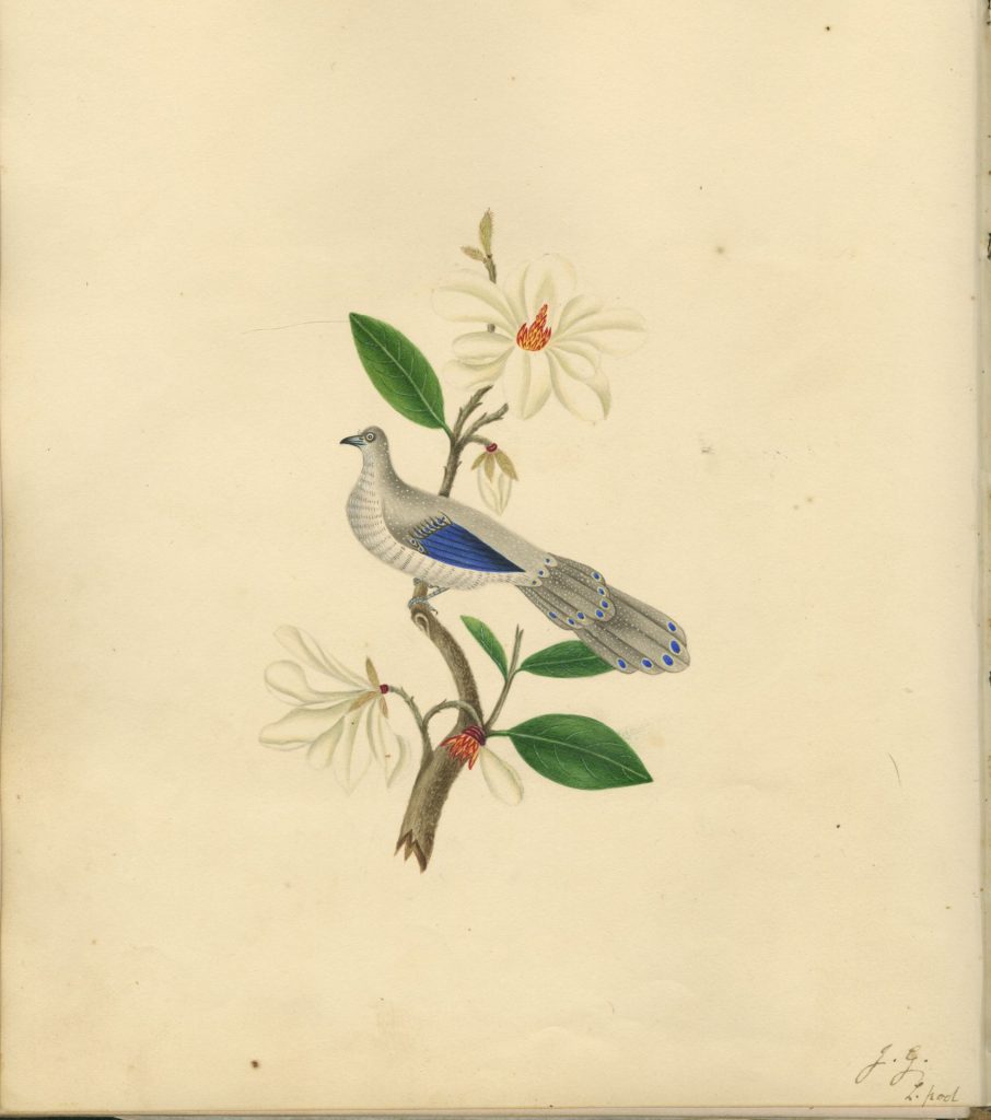 Watercolour of a dove and flower