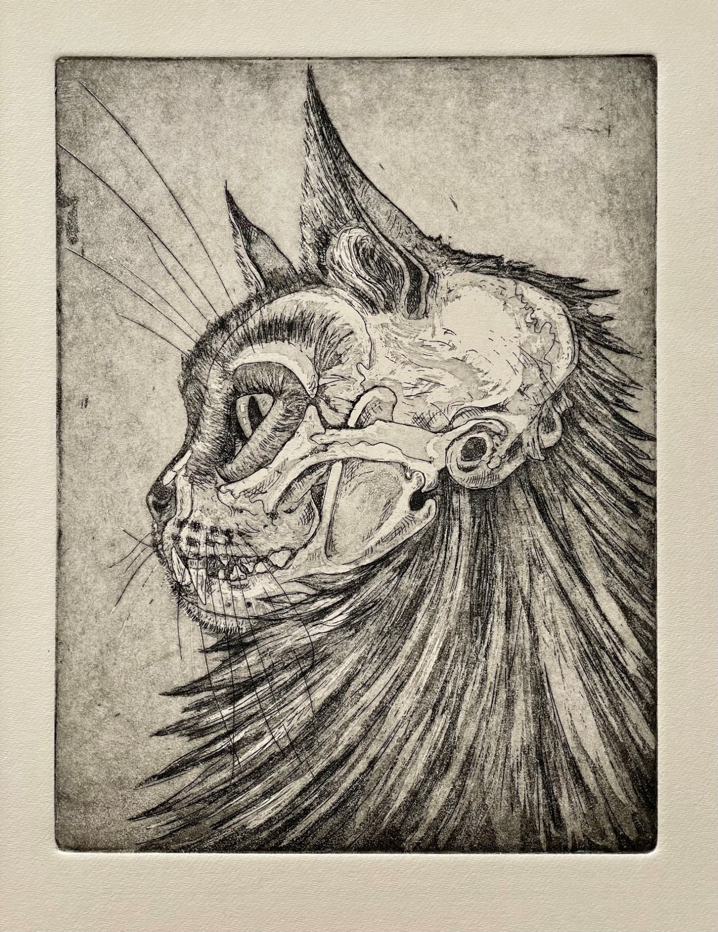 'Memento Mori' cat skull etching