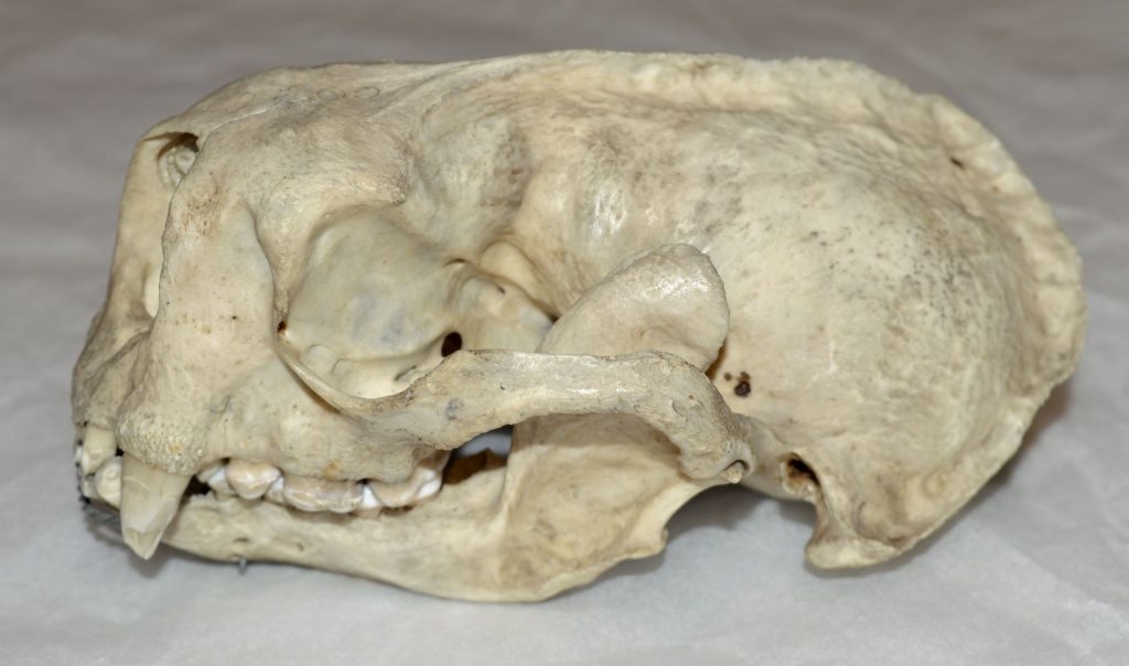 Sea otter skull