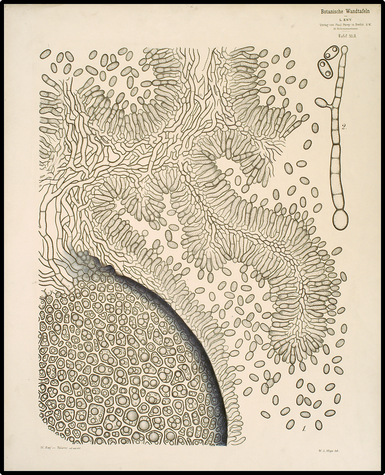 Teaching chart showing Ergot. The image is black on a cream background and features a cluster of cells