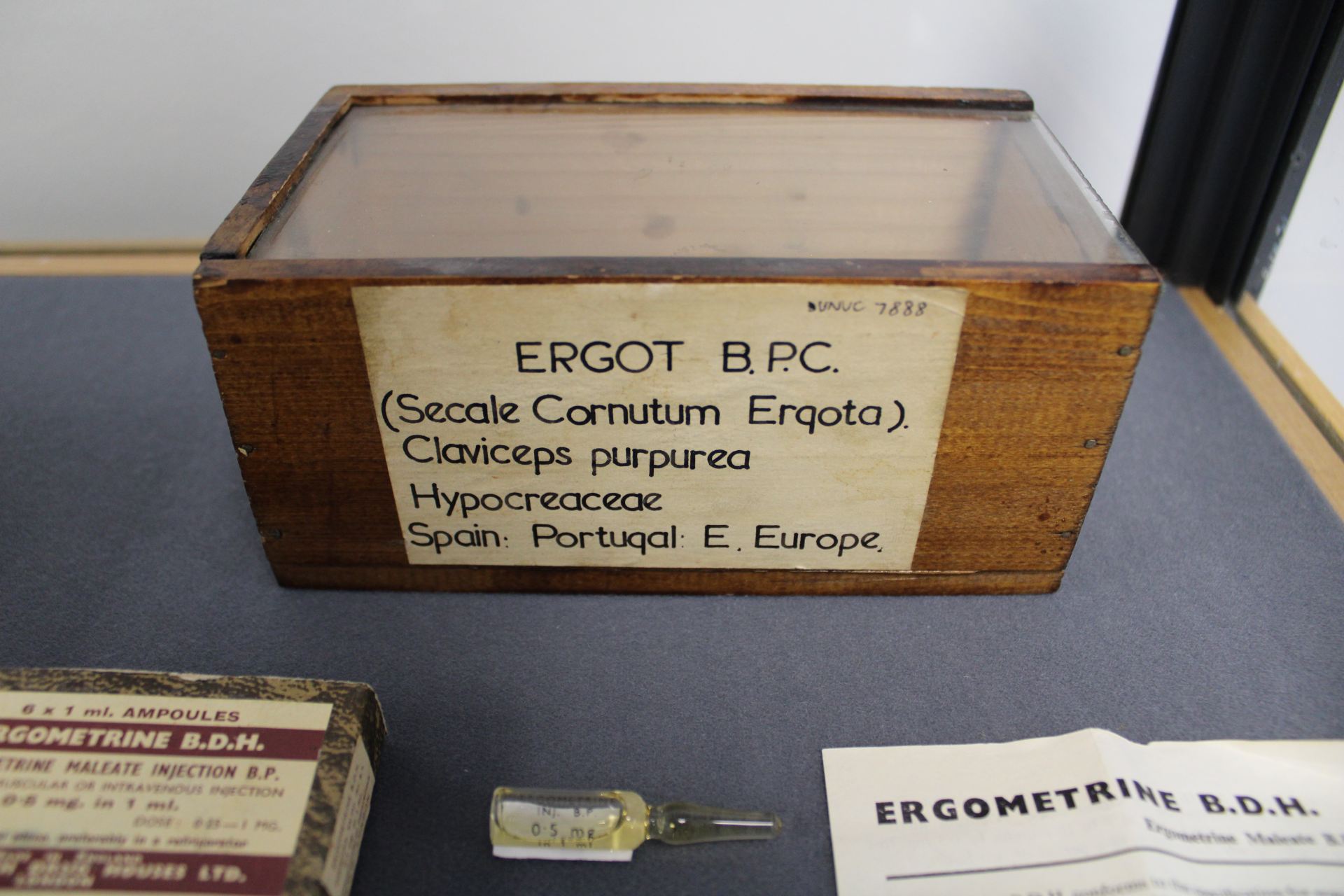 Wooden box with glass lid containing ergot. In front of is is a packet of ergometrine ampoules. a single ampoule out the packet and the instructions. 
