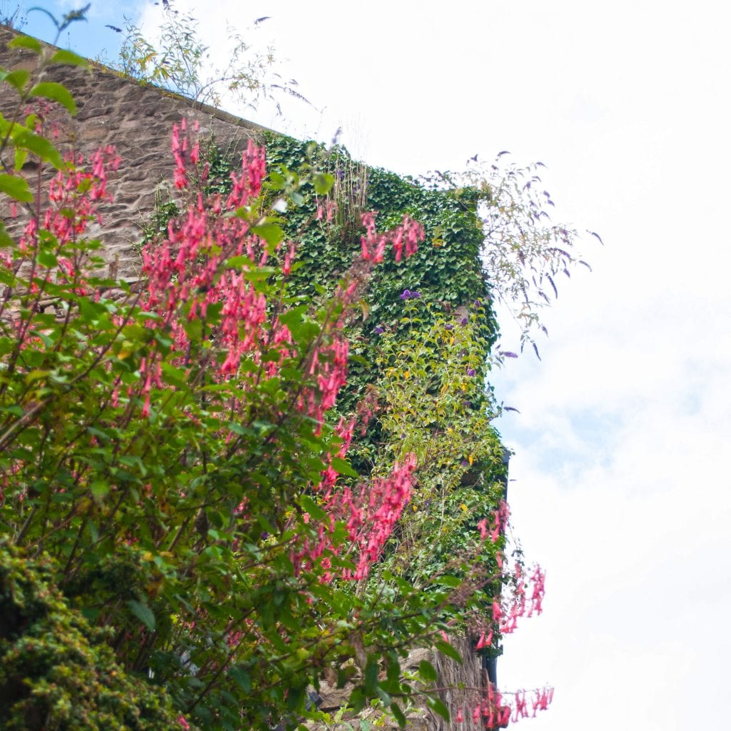 Flowering plants growing on a wall.