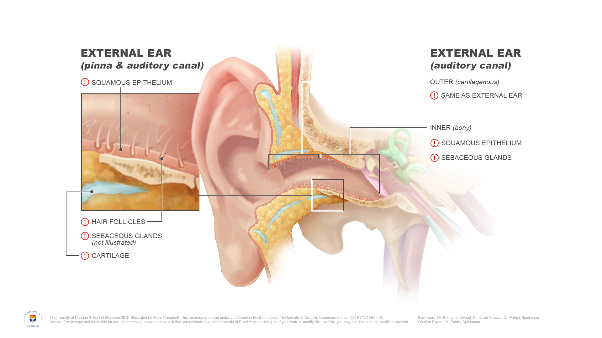 Inner and outer ear anatomy - hir follicles, glands, cartilage, epithelium