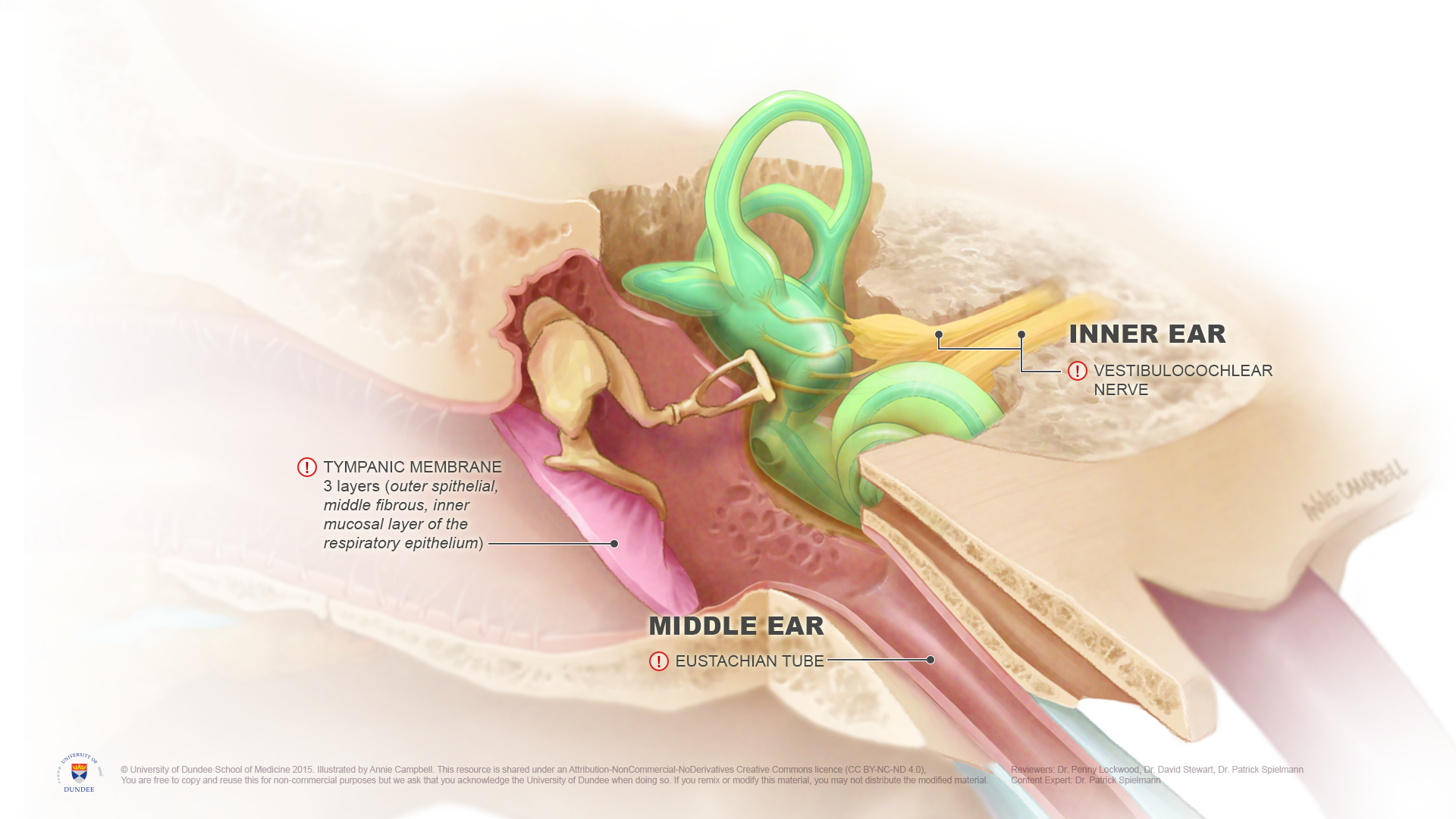 Illustration of the inner and middle ear, with eustachian tube and tympanic membrane highlighted