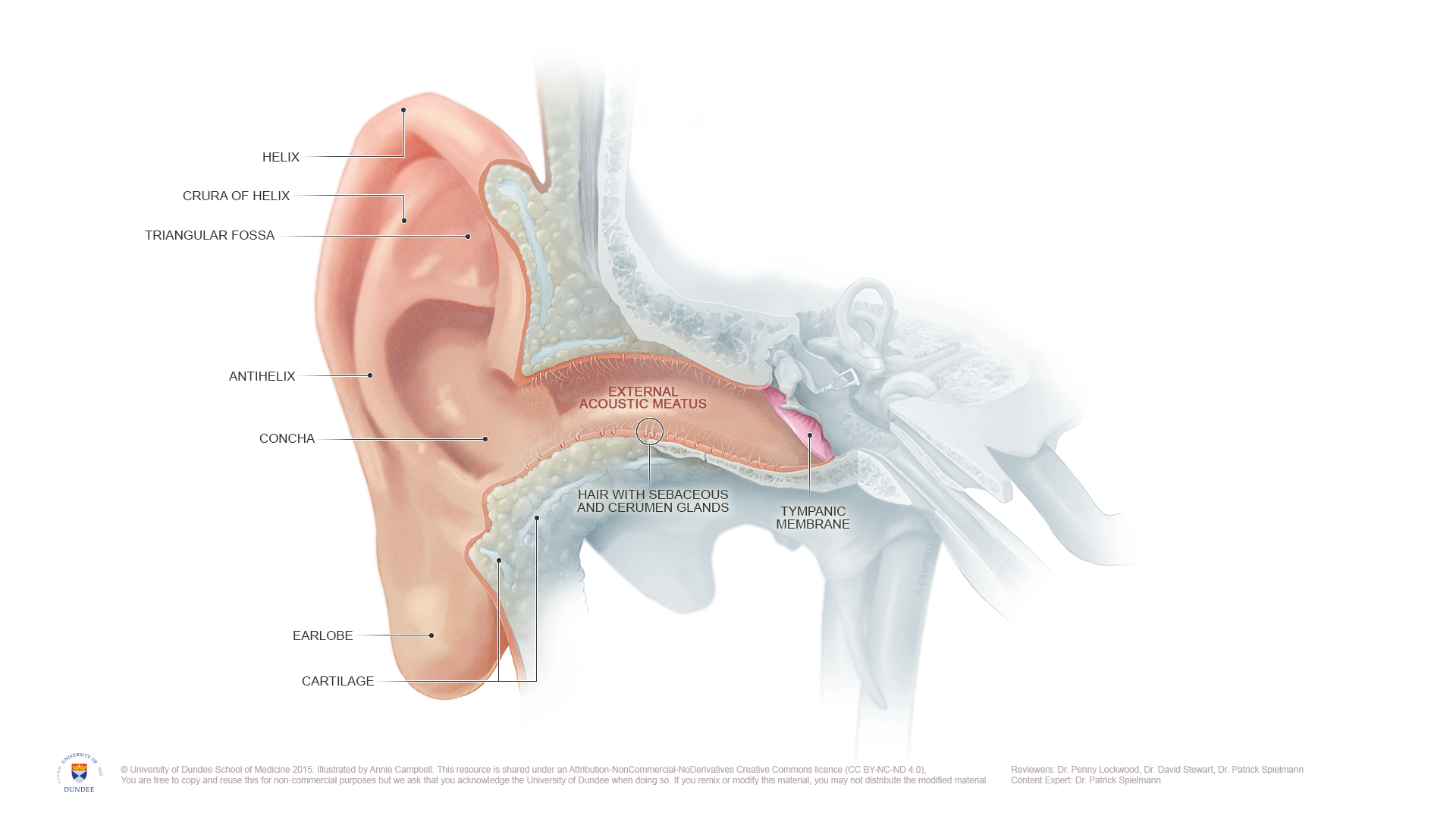 Outer ear anatomy and labelled cartilage