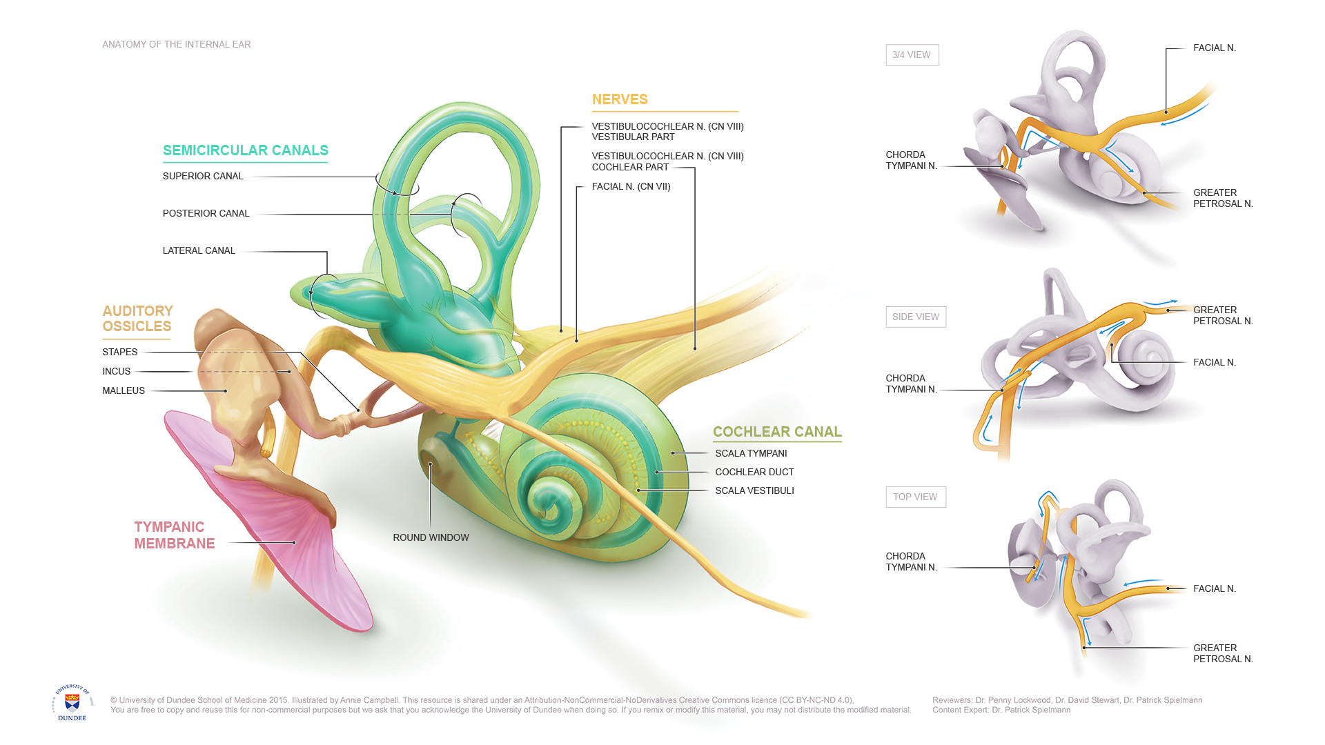 Inner ear anatomy nerves, semicircular canals, ossicles, tympanic membrane highlighted