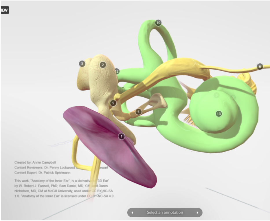 3D model of inner ear