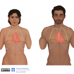 Asian female and male - diaphragm, heart, lungs