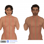 Asian female and male - midclavicular and anterior median lines