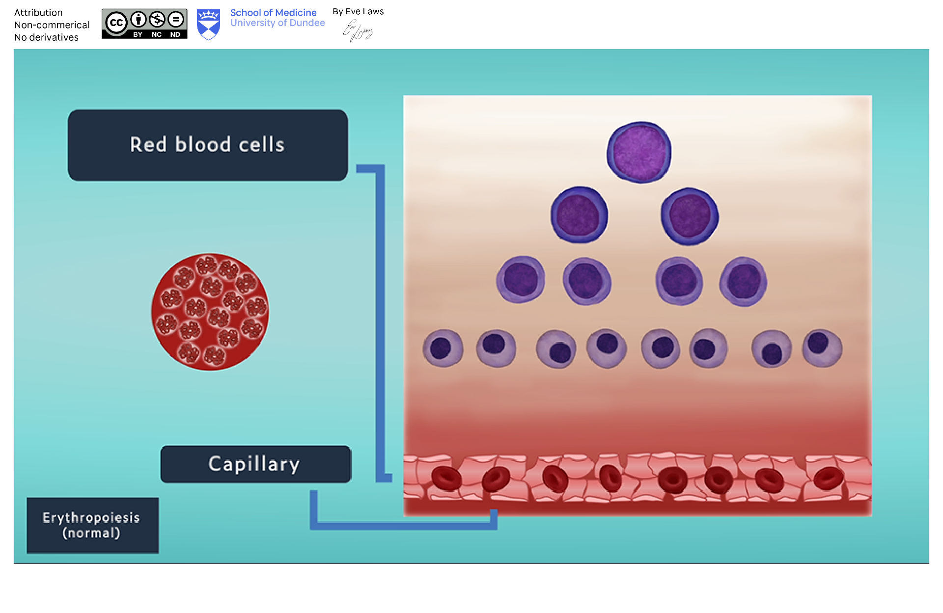 Normal erythropoiesis sequence