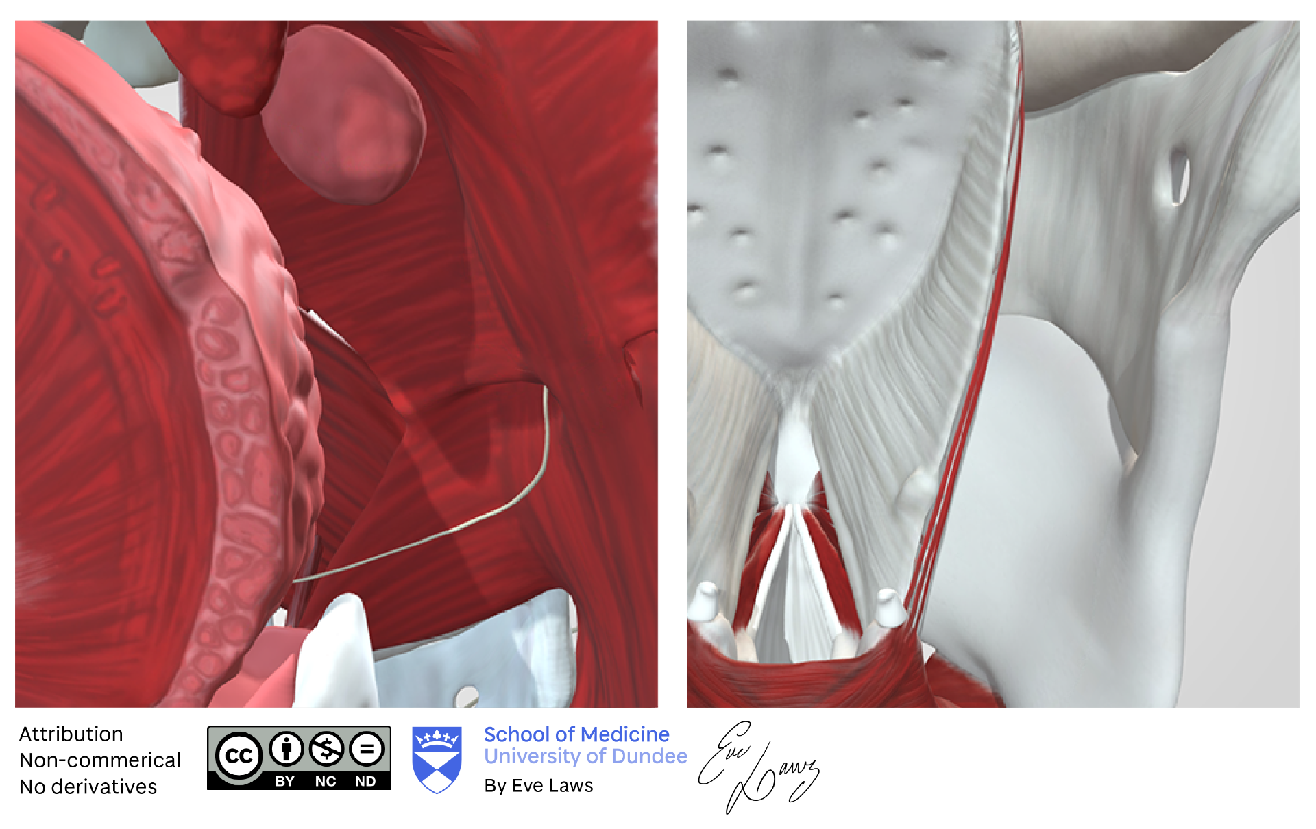 Close up of 3D models, the pharynx and larynx