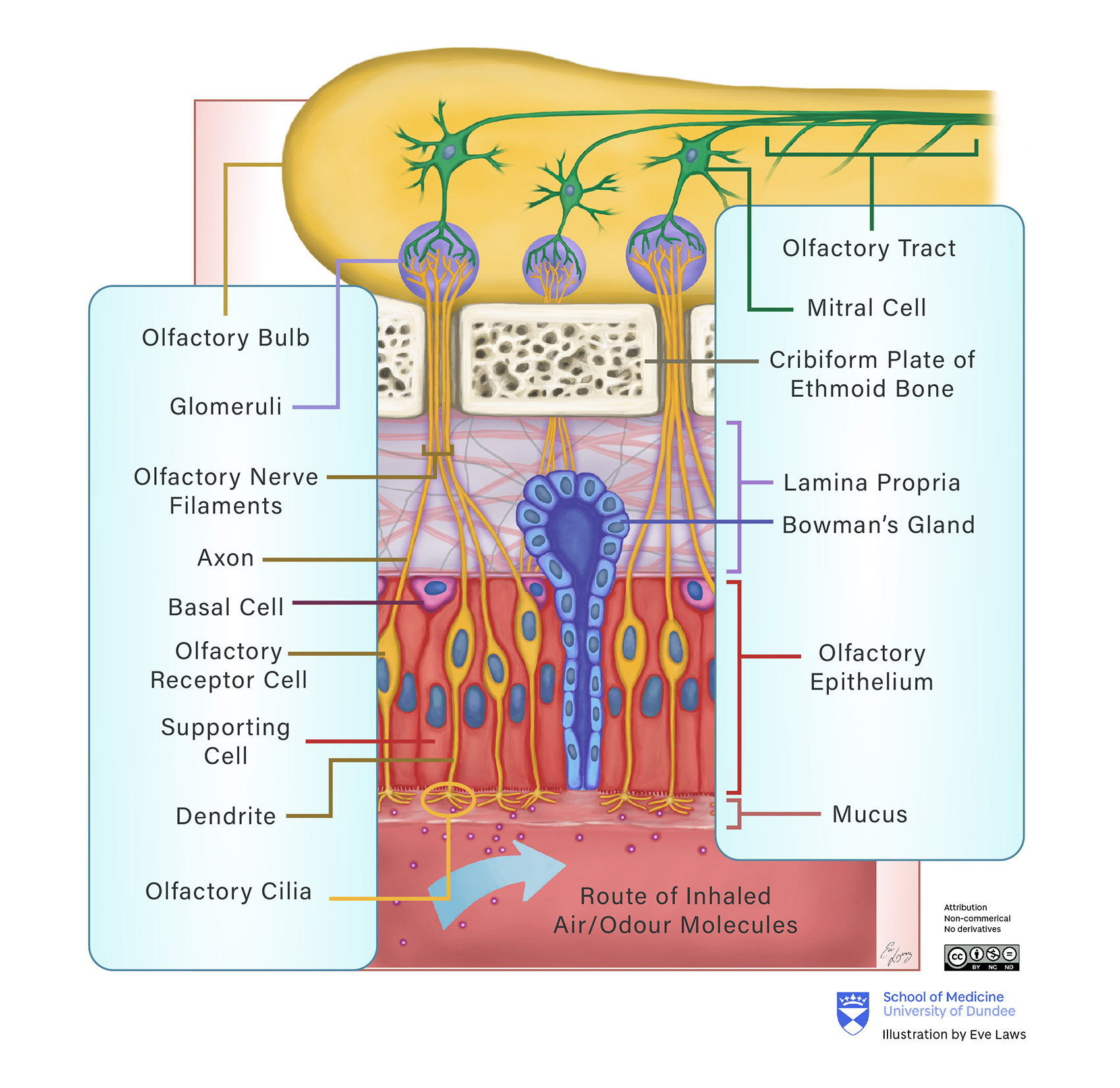 Cellular level olfactory pathway