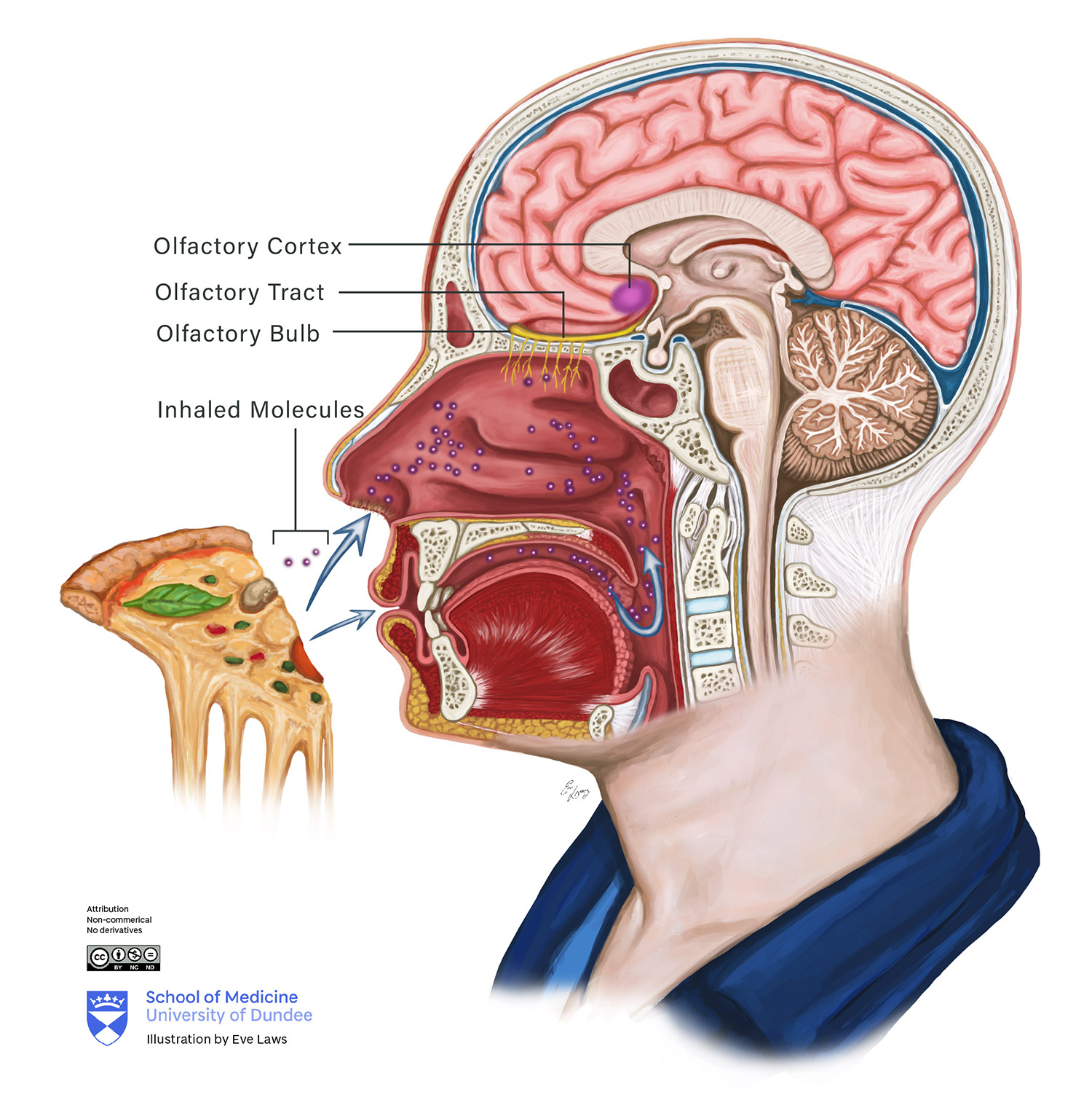 Olfactory pathway illustration at anatomical level