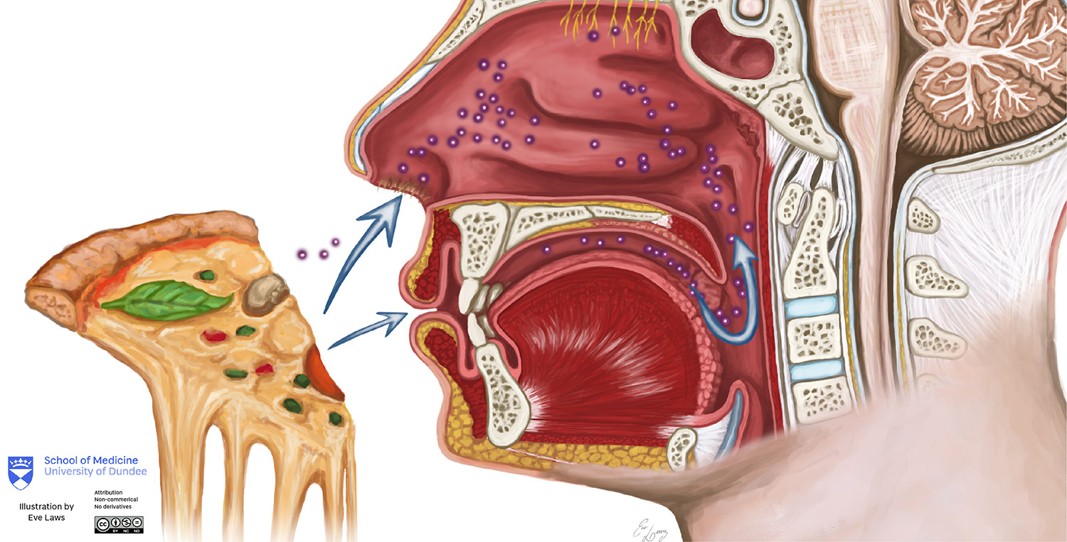 Close up of anatomical illustration
