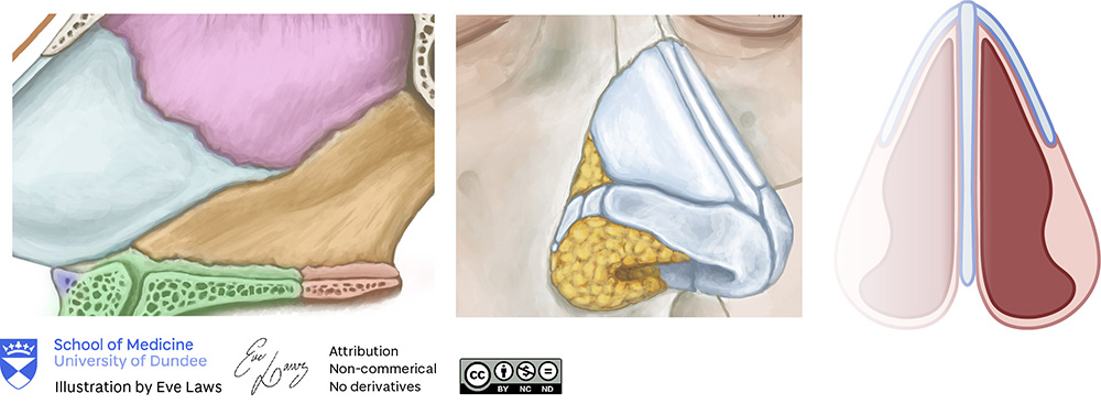Nasal and septal illustrations details