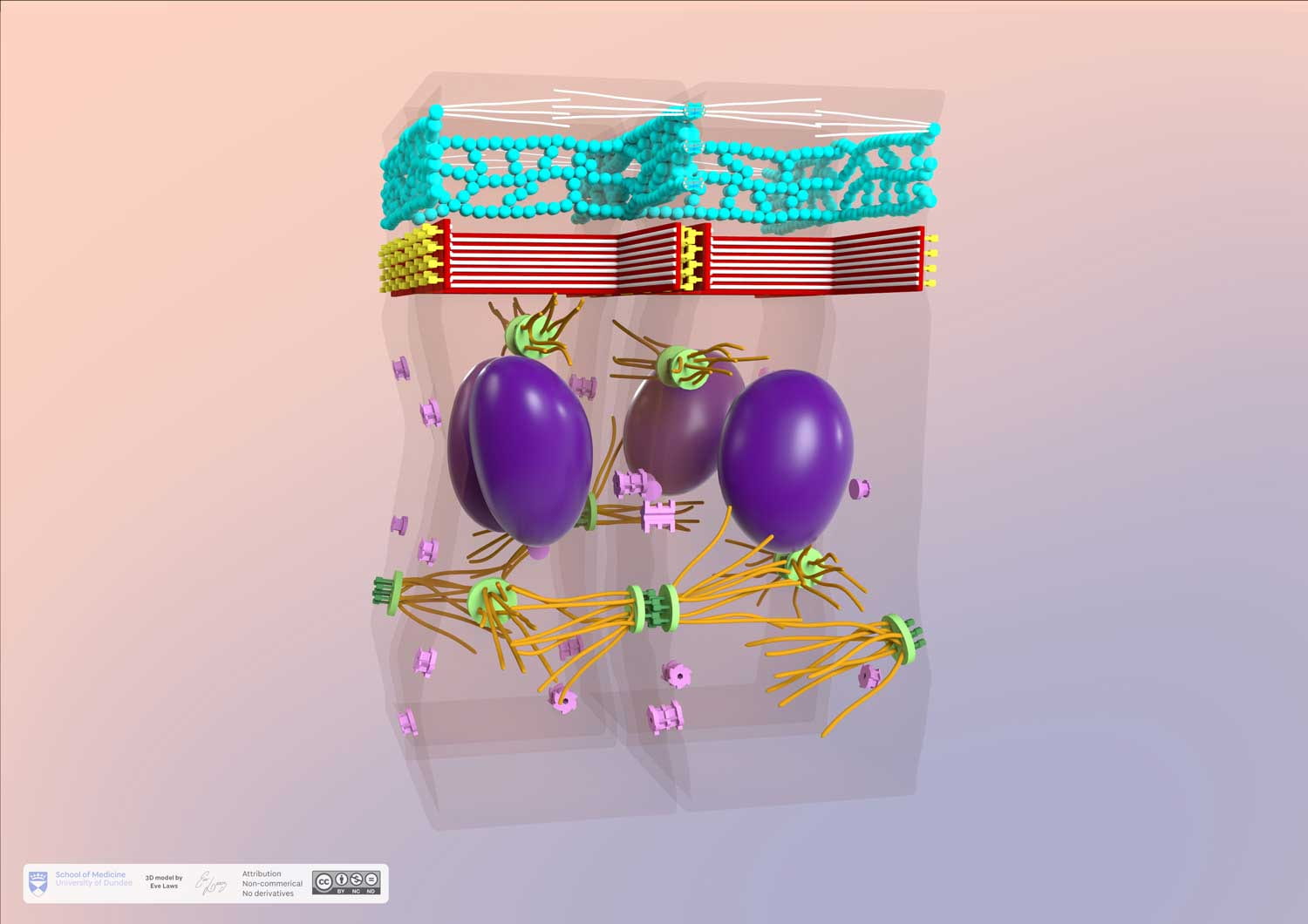 3D model of transparent epithelial cells