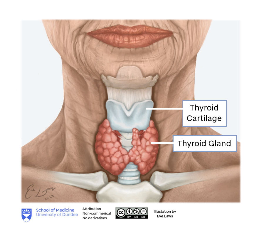 Larynx illustration - thyroid cartilage and gland labelled